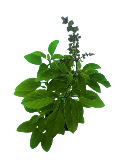 tulsi images
